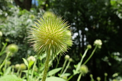 Dipsacus strigosus