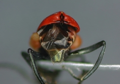 Anthocomus rufus