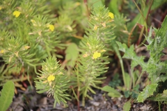 Ajuga chamaepitys