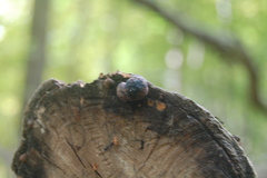 Daldinia childiae