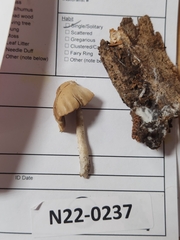 Psathyrella seminuda