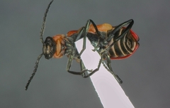 Anthocomus rufus