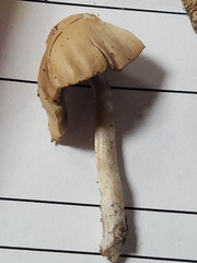 Psathyrella seminuda