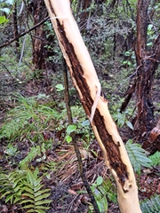 Pseudopanax colensoi