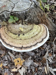 Ganoderma megaloma