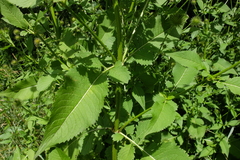 Dipsacus strigosus