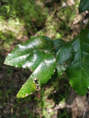 Citronella mucronata