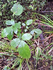 Pseudopanax colensoi