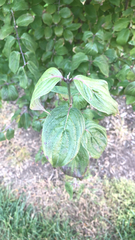Cornus sanguinea