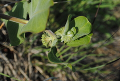 Asclepias viridiflora
