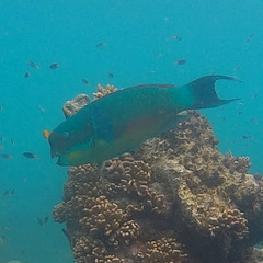 Chlorurus microrhinos