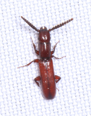 Taphroscelidia linearis