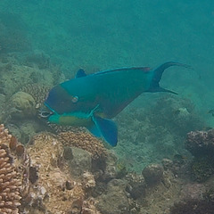 Chlorurus microrhinos