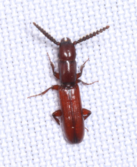 Taphroscelidia linearis