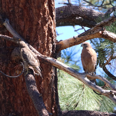 Buteo lineatus elegans