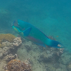 Chlorurus microrhinos