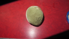 Penicillium
