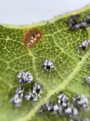 Aleuroplatus coronata