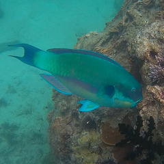 Chlorurus microrhinos