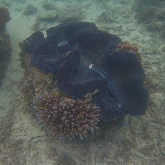 Tridacna