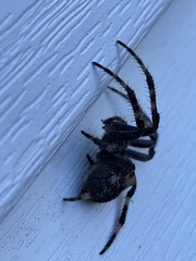Araneus saevus