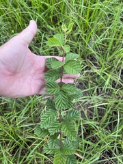 Rubus cuneifolius