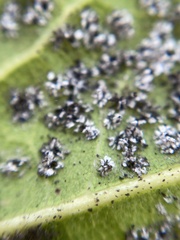 Aleuroplatus coronata