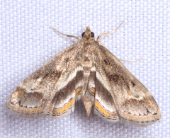 Parapoynx obscuralis
