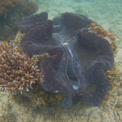 Tridacna