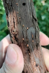 Nectria cinnabarina