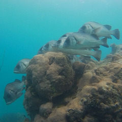 Plectorhinchus gibbosus