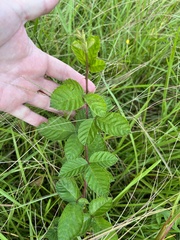 Rubus cuneifolius