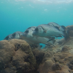 Plectorhinchus gibbosus