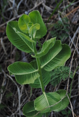 Asclepias viridiflora