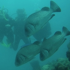 Plectorhinchus gibbosus