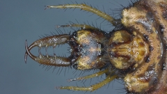 Myrmeleon formicarius