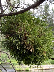 Gymnotelium blasdaleanum