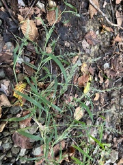 Muhlenbergia sylvatica
