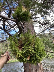 Gymnotelium blasdaleanum