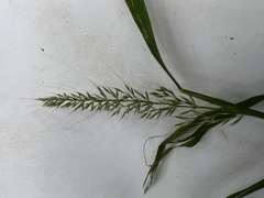 Muhlenbergia sylvatica