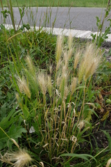 Hordeum murinum murinum