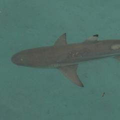 Carcharhinus melanopterus