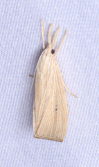 Eoreuma densellus