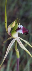 Caladenia tentaculata