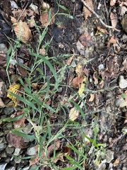 Muhlenbergia sylvatica