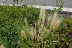 Hordeum murinum murinum