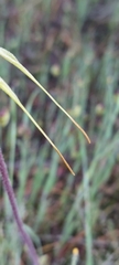 Caladenia tentaculata