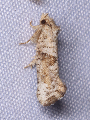 Acrolophus piger