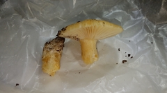 Russula earlei