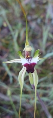 Caladenia tentaculata